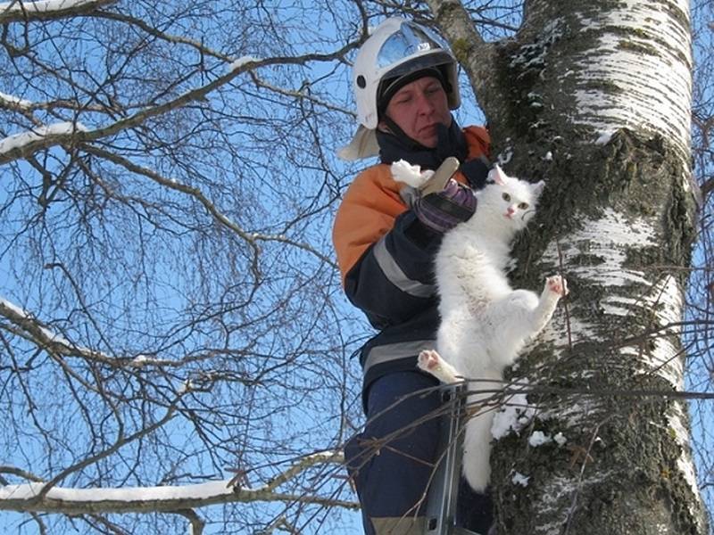 Как снять кошку с дерева: полезные советы