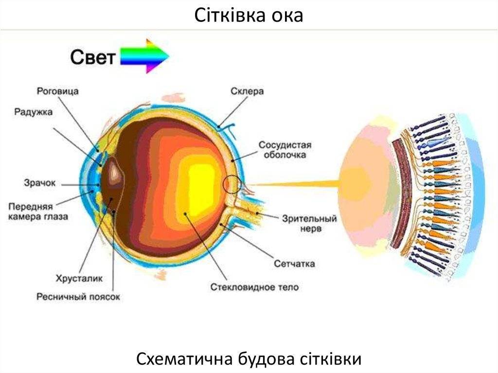 Анатомия глаза | межрегиональная общественная организация "чтобы видеть!"