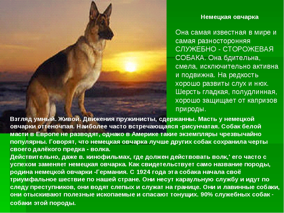 Всё о русской сторожевой овчарке: как выглядит, сколько живет, уход за собакой