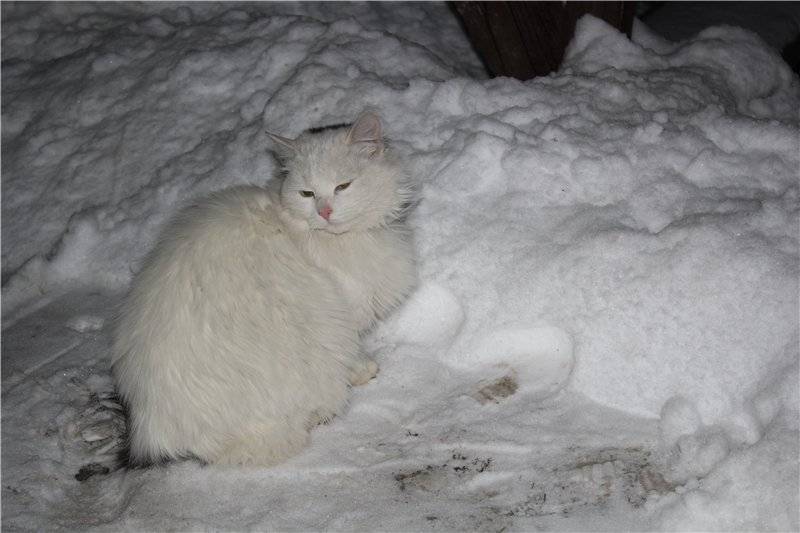 Уход за кошкой зимой - чем опасен мороз для кошек | caticat.ru
