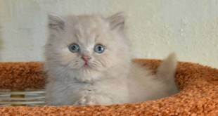 Информационный пост о том как купили "британца"! - запись пользователя star (закупки из китая, дешево!!!) (lena4592) в сообществе домашние животные в категории кошки. болезни, прививки, советы по уходу - babyblog.ru