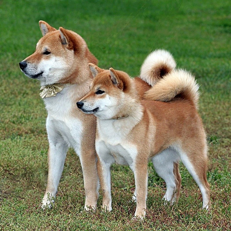Собаки средней азии: фото, описание и характеристика представителей
