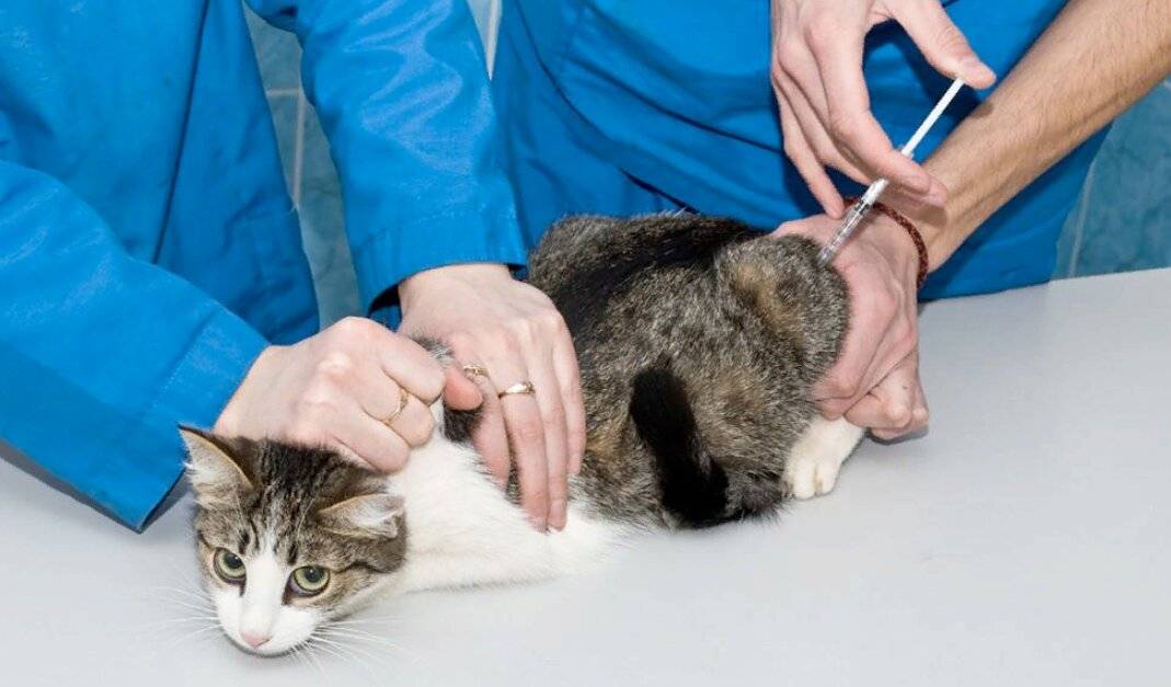 Основные антибиотики широкого спектра действия для кошек — описываем во всех подробностях
