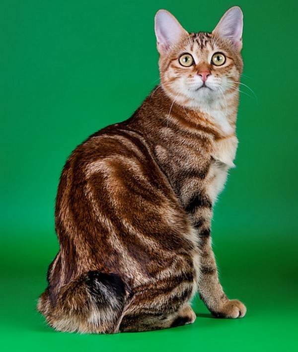 Шотландские мраморные коты (16 фото): особенности окраса, описание породы и характера, тонкости ухода за взрослыми котами и котятами