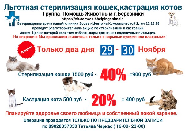 ᐉ кастрированный кот топчется и возбуждается что делать, как долго ждать? - zoomanji.ru