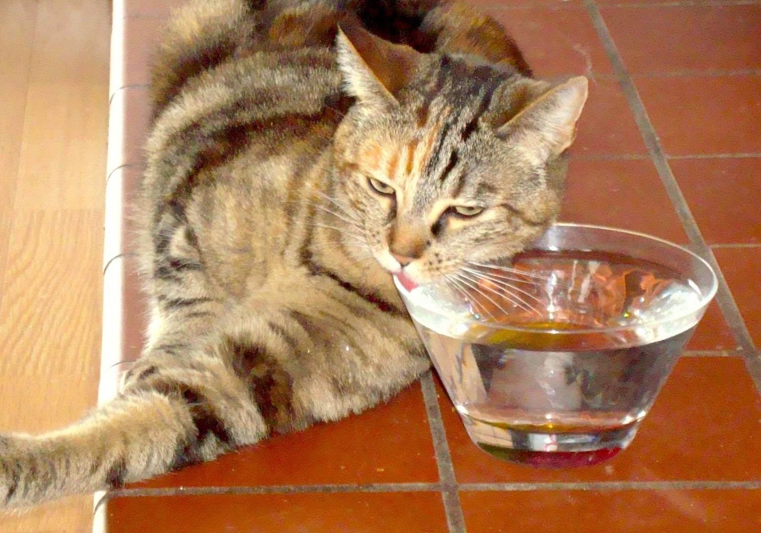 Почему котенок не ест, а только пьет воду?