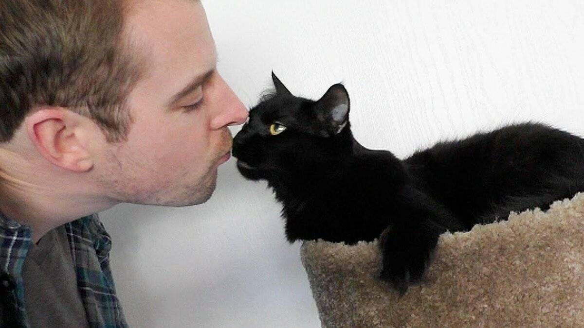 Почему нельзя обнимать и целовать кошек