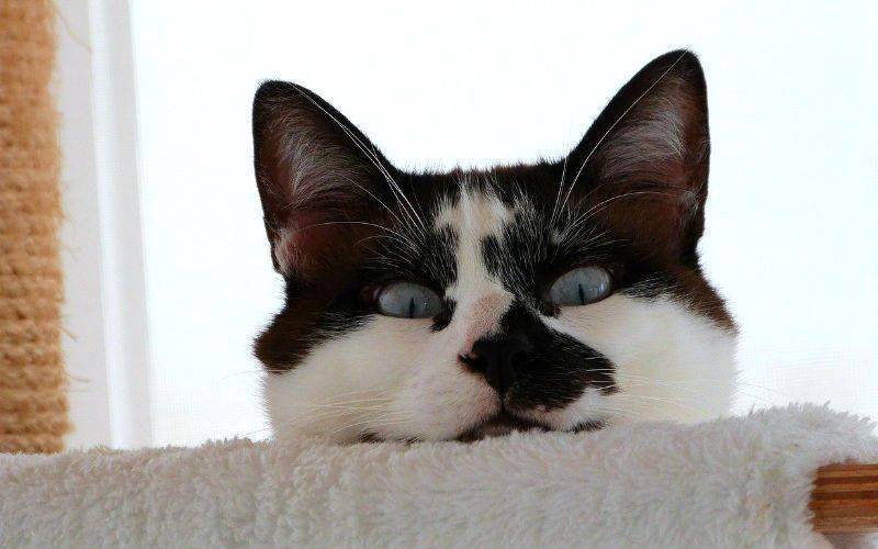Окрасы британских кошек: фото и описание