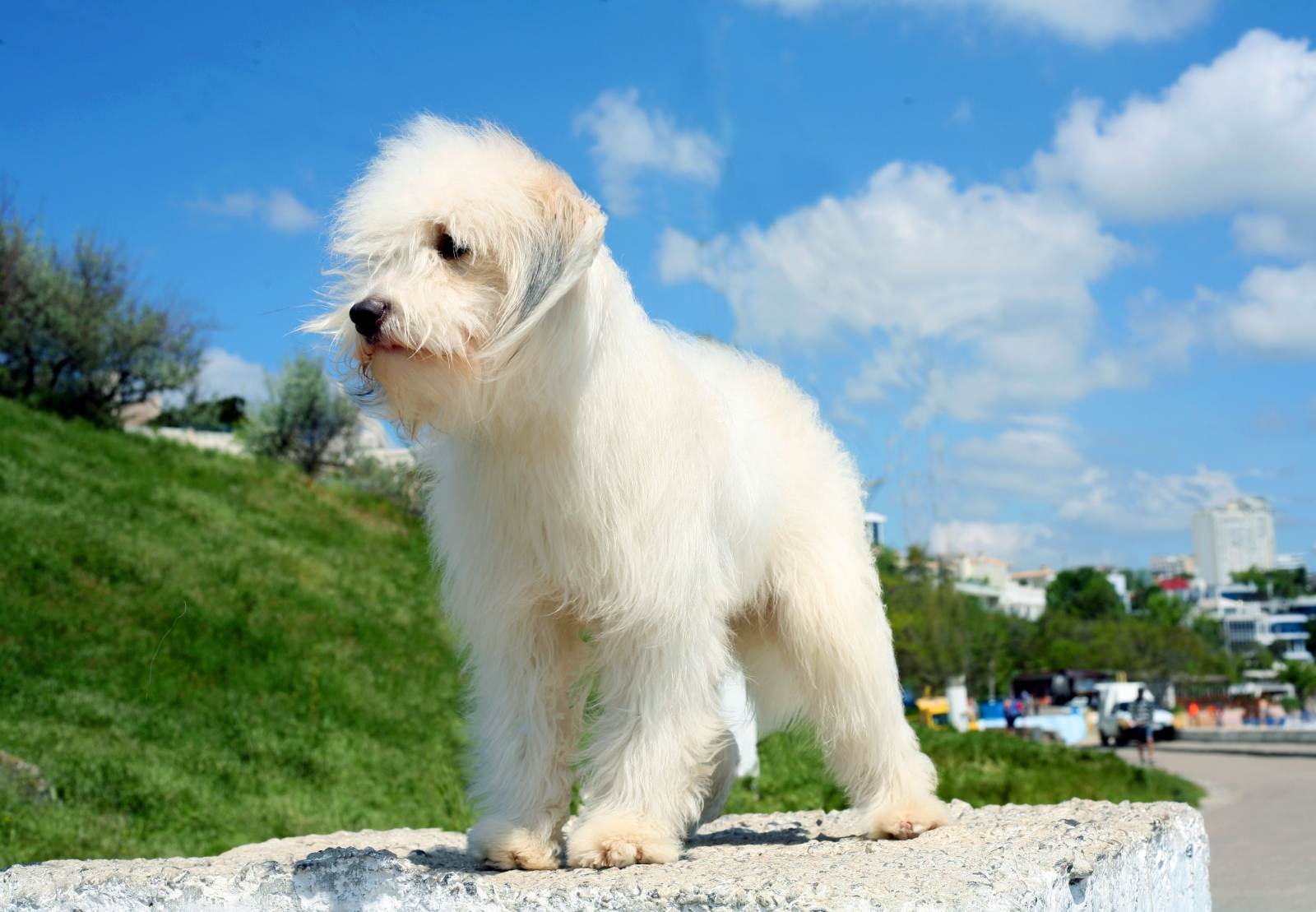 Порода собак одис: описание, характеристика, стандарт, минусы и плюсы