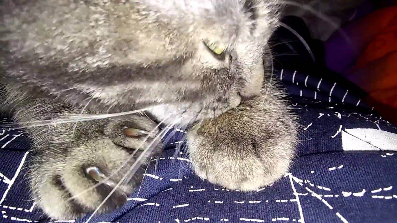 Почему кошка сосет одеяло и как отучить котенка от сосательного рефлекса