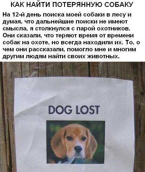 Пропала собака помогите ее найти она. Молитва чтобы нашлась собака. Как найти потерянную собаку. Молитва для собак. Молитва чтобы пропавшая собака нашлась.