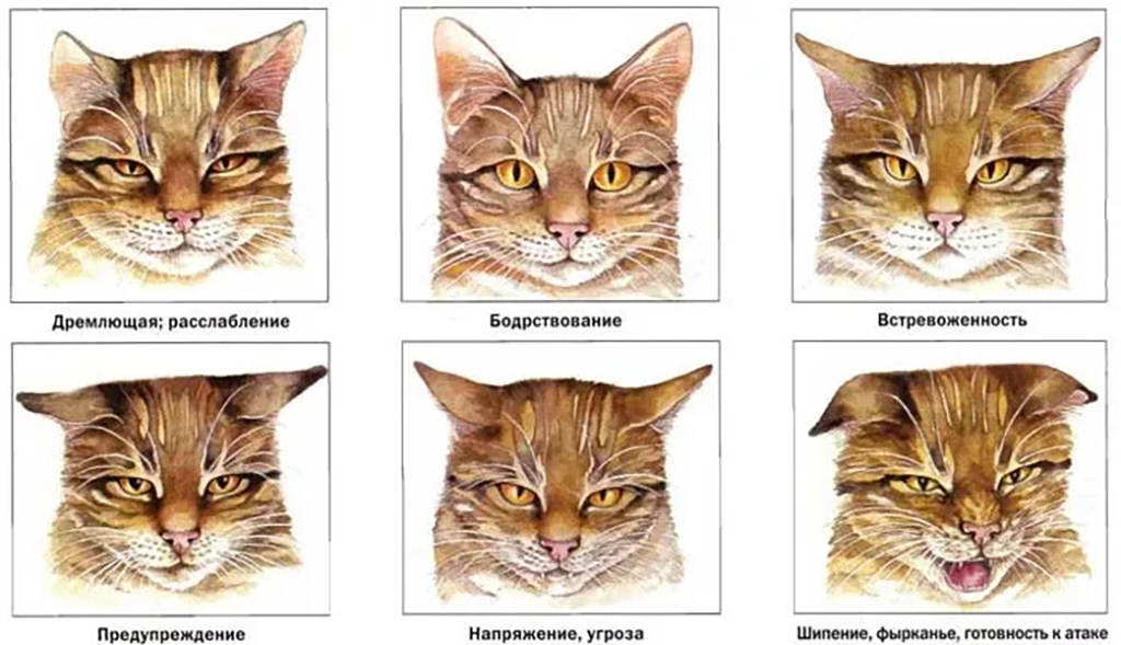 Как отличить кота от кошки: советы по определению пола питомца