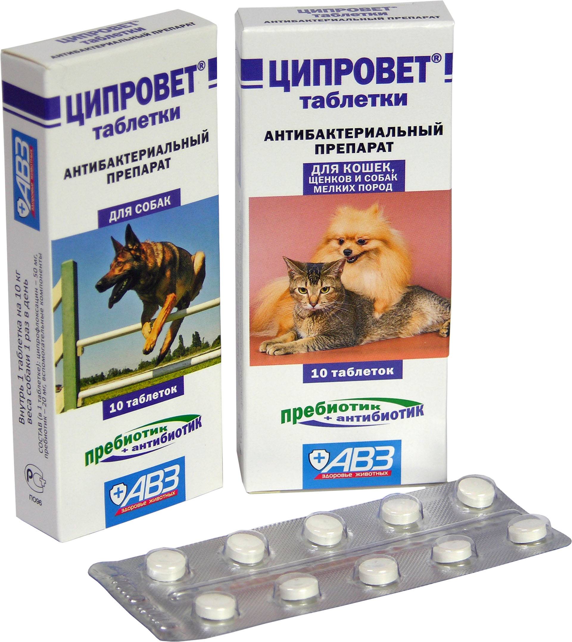 Антибиотики для кошек и котов