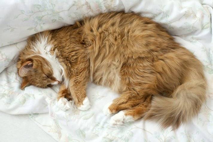Кот храпит и дёргается во сне - это нормально или признак болезни