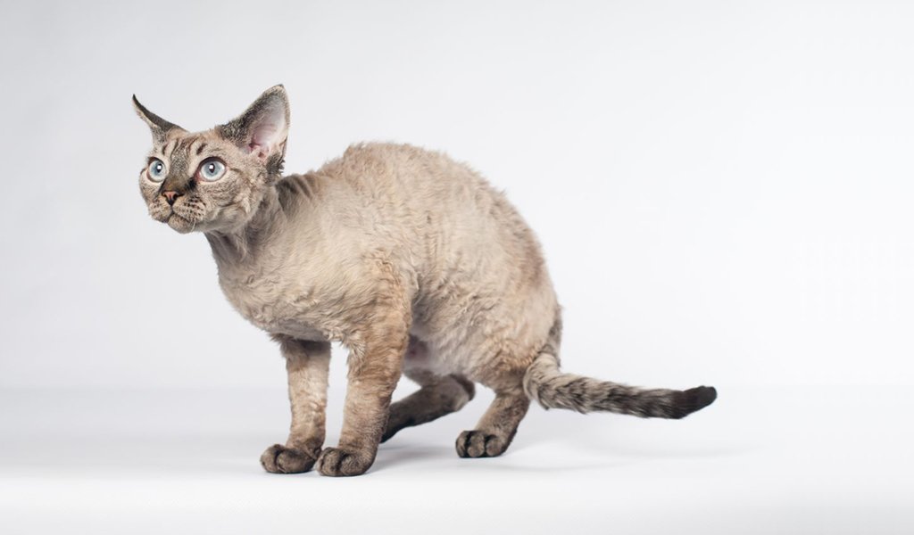 Кошка породы герман-рекс: стандарт и характеристика, правила содержания и ухода, где купить котенка