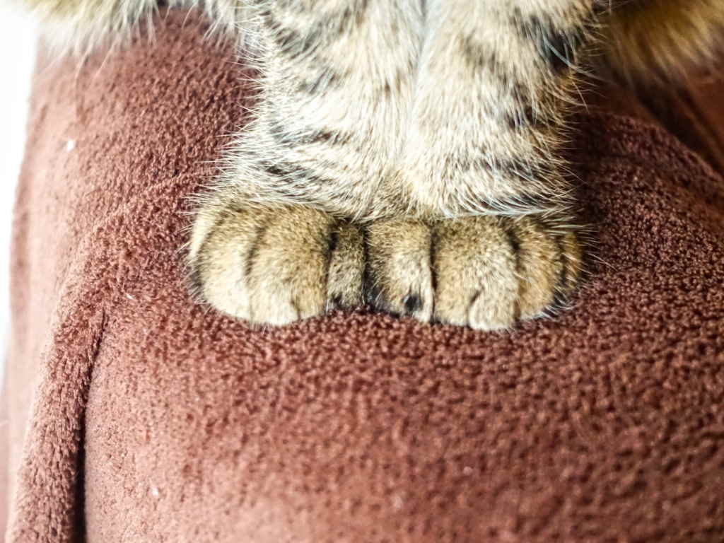 7 причин, зачем кошка мнёт лапами одеяло и человека, что означает этот милый жест