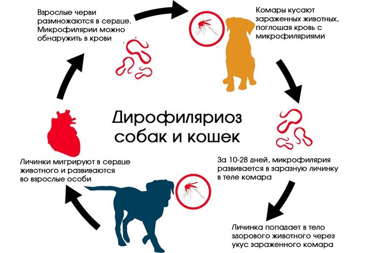 Можно ли заразиться глистами от собаки: опасные виды паразитов
можно ли заразиться глистами от собаки: опасные виды паразитов