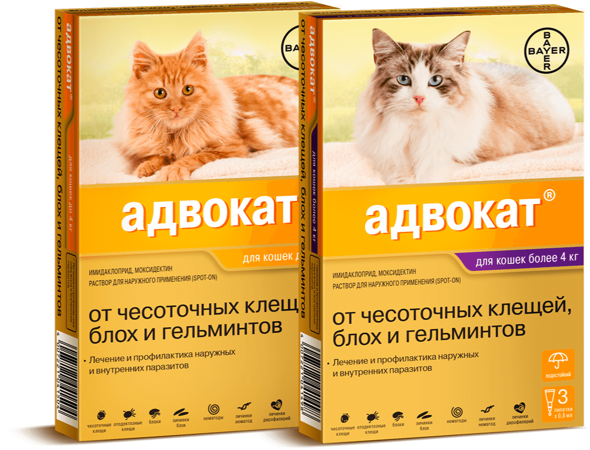 Капли от блох для кошек: правильно используем препарат