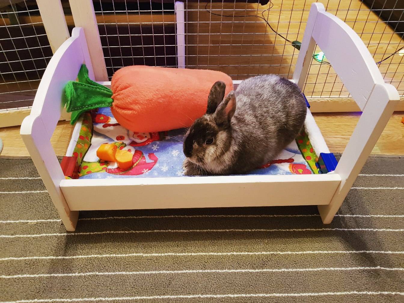 Как ухаживать за кроликами в домашних условиях в квартире