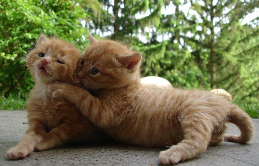 Почему люди любят кошек? только факты о взаимоотношениях человека и кошки
