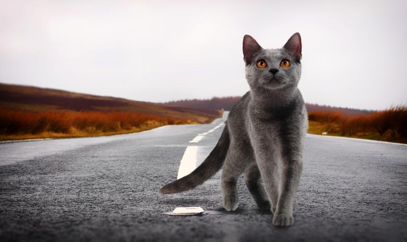 Почему кошки находят дорогу домой