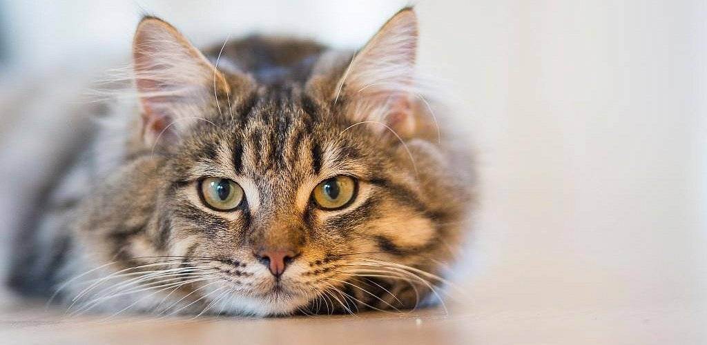 Фото глистов у кошек – какие паразиты живут у кошачьих
