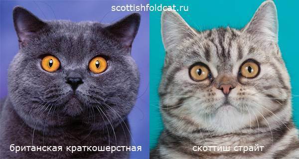 Чем отличаются британские кошки от шотландских