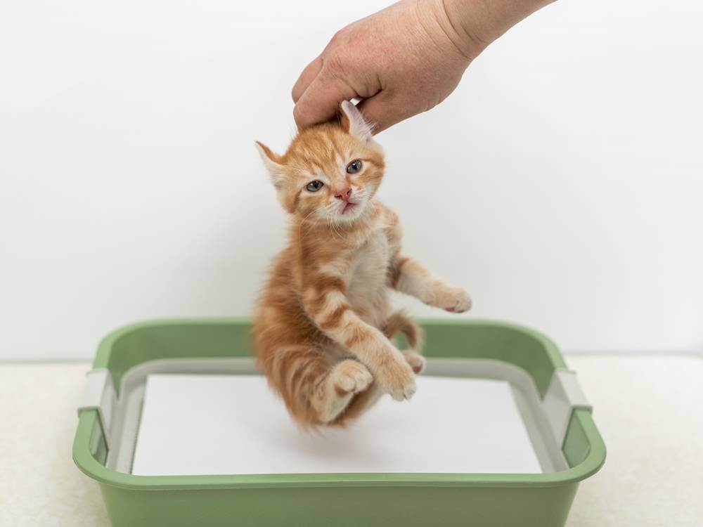 Как приучить котенка к лотку – быстро и просто