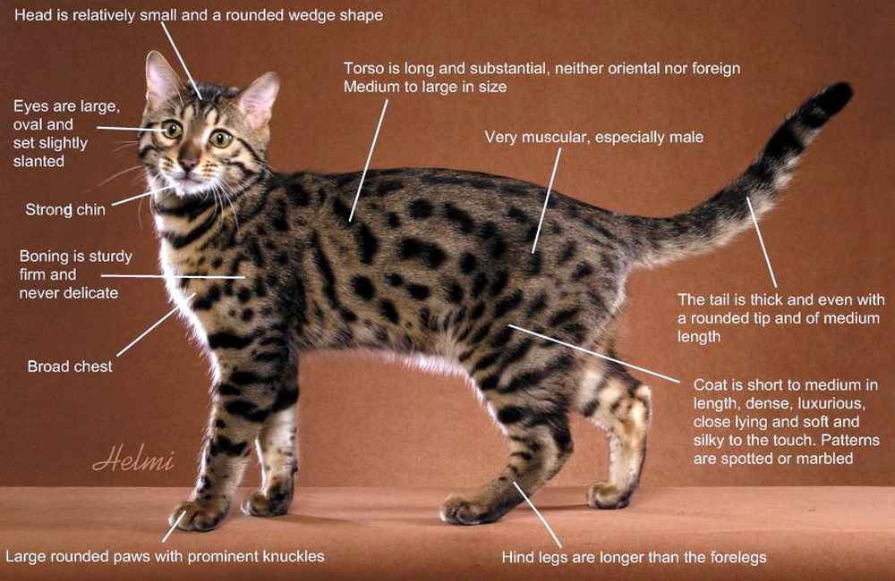 Пятнистые породы кошек: фото, описание, происхождение.