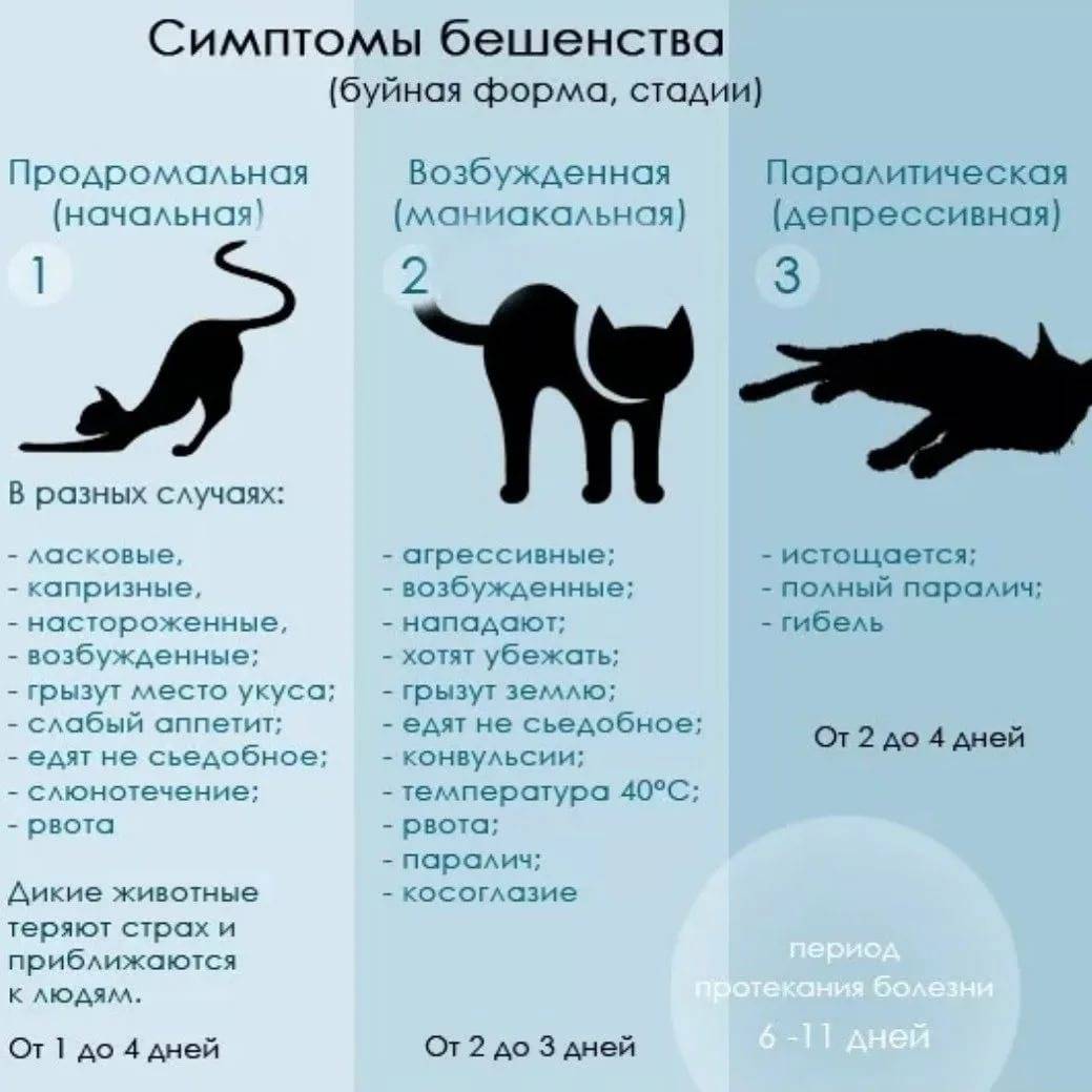 Кот съел отравленную мышь - что делать, симптомы и лечение
