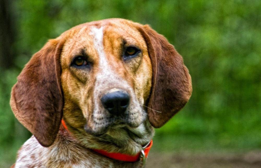 Топ 10 лучших охотничьих пород собак на планете