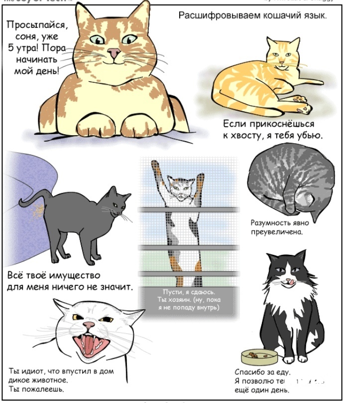 Переводчик с кошачьего на человеческий: как понять животное с помощью их жестов и звуков