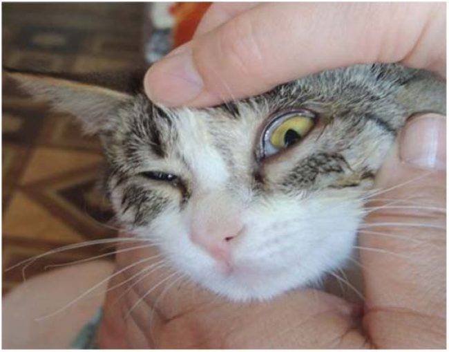 У кошки на глазу белая пленка: причины, что делать, лечение