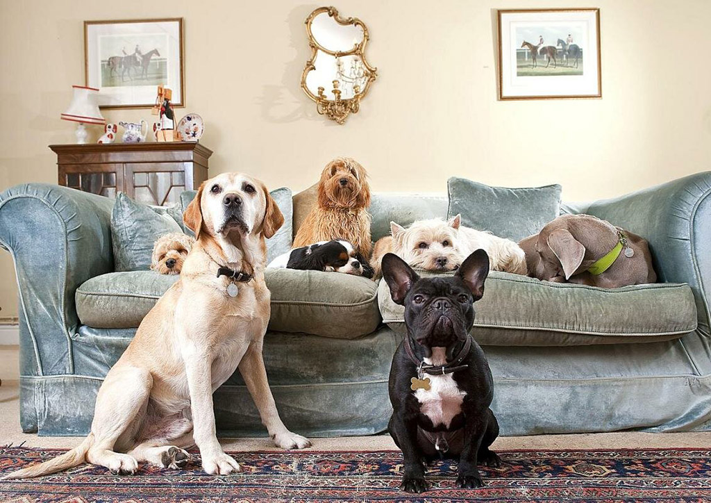 Самые спокойные породы собак — описание, фото