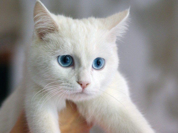Белая кошка с голубыми глазами: фото, порода, почему глухие
