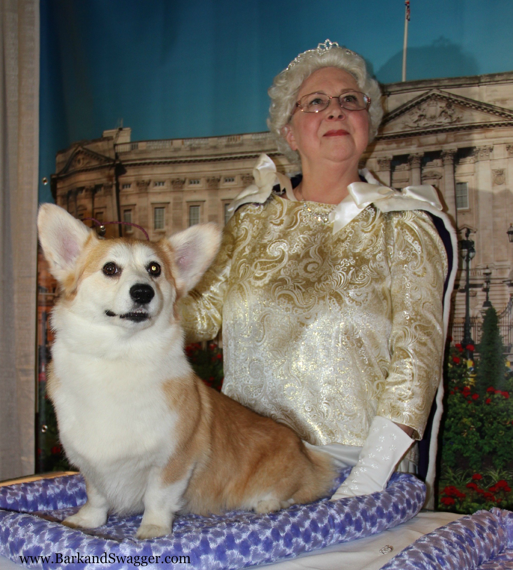 Собаки английской королевы | блог ветклиники "беланта"