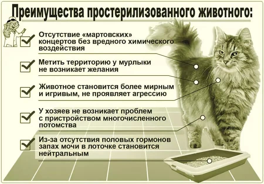 Стерилизация кошек: виды, способы, плюсы и минусы