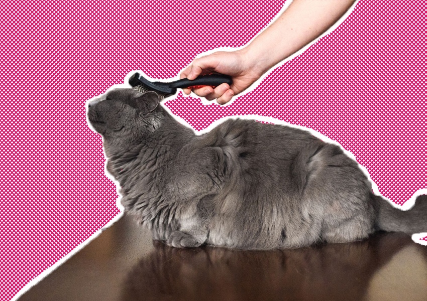 Колтуны на шерсти у кошки: причины, последствия, способы профилактики и лечение