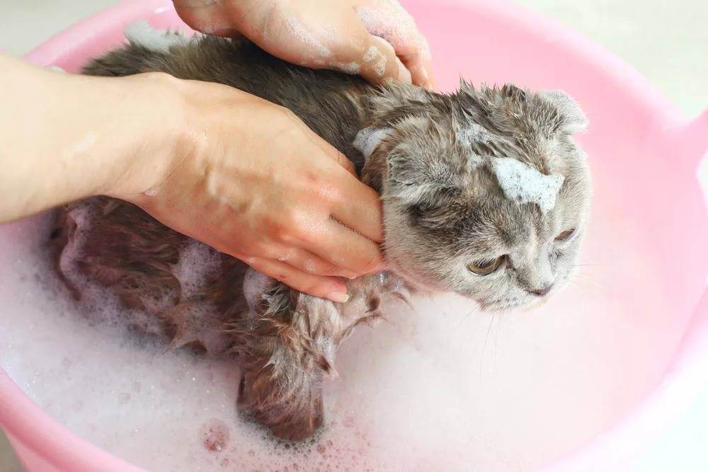 Как помыть маленького котёнка первый раз: когда начинать, как правильно купать