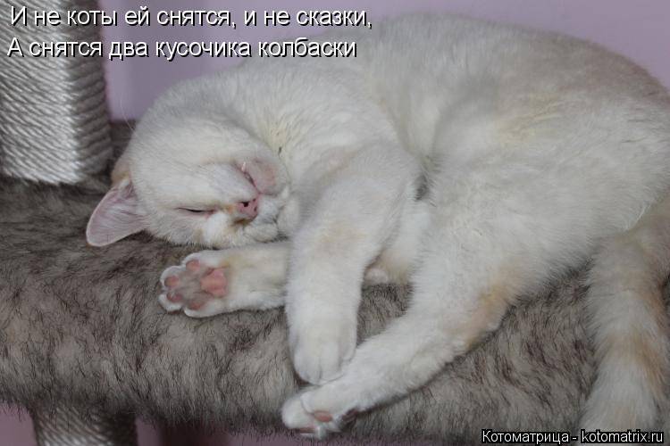 К чему снится кот. видеть во сне кот - сонник дома солнца
