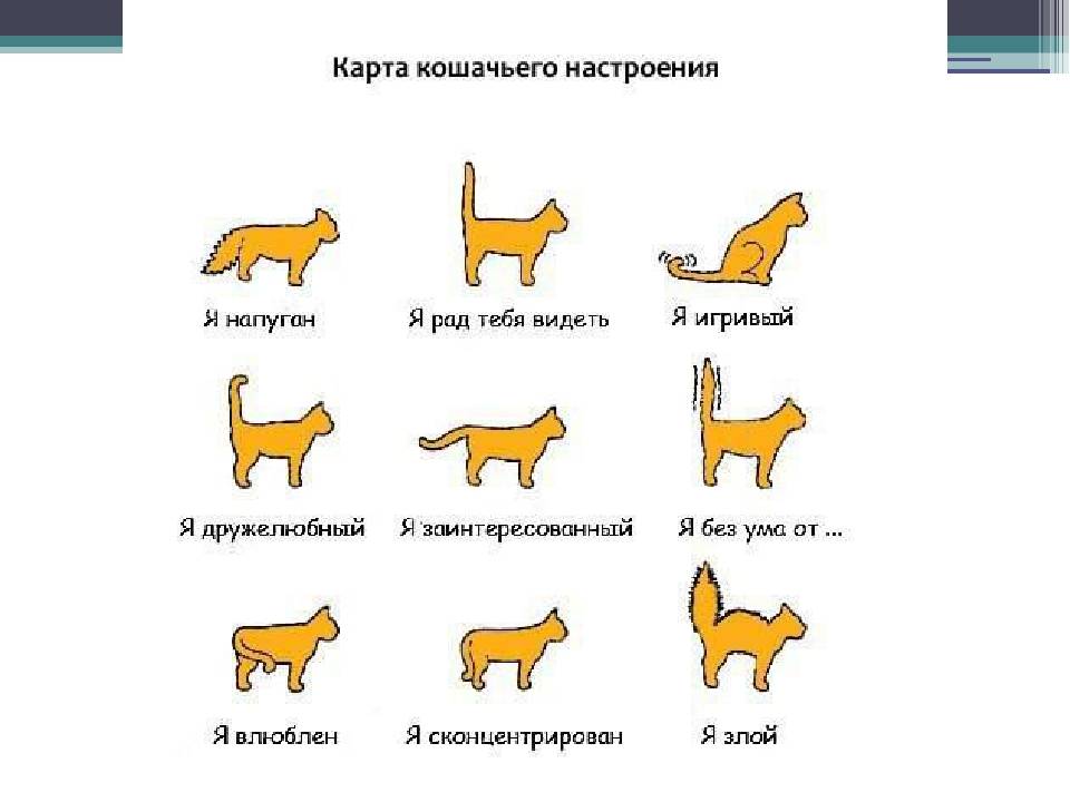 Язык кошек. кошачий язык - переводчик. мяуканье кошки - как понять?