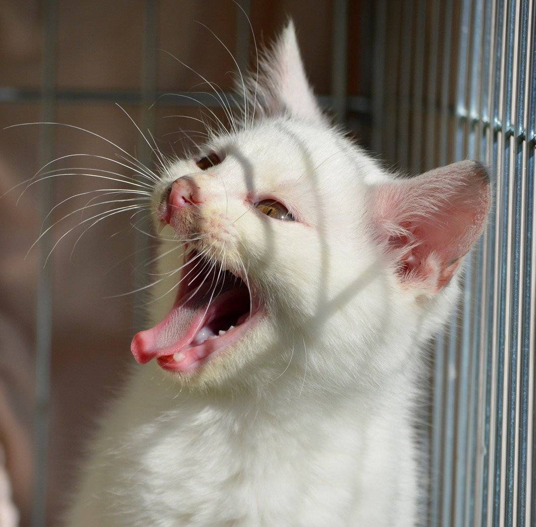Котенок мяукает постоянно без причины: почему малыш все время кричит, что делать?