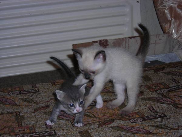 Месяц котятам можно отдавать. Возраст маленького котенка. Отлучили котенка от кошки. Когда котёнка можно отлучать от матери.