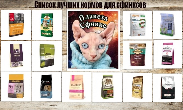 Какой корм лучше для котят сфинксов и чем кормить взрослого сфинкса