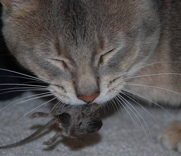 Почему кошки ловят и едят мышей? ???? мифы и факты! ????