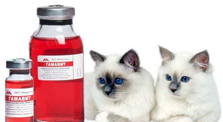 Аллергия у кошек на корм и другие раздражители: симптомы и лечение, особенности протекания заболевания у котенка