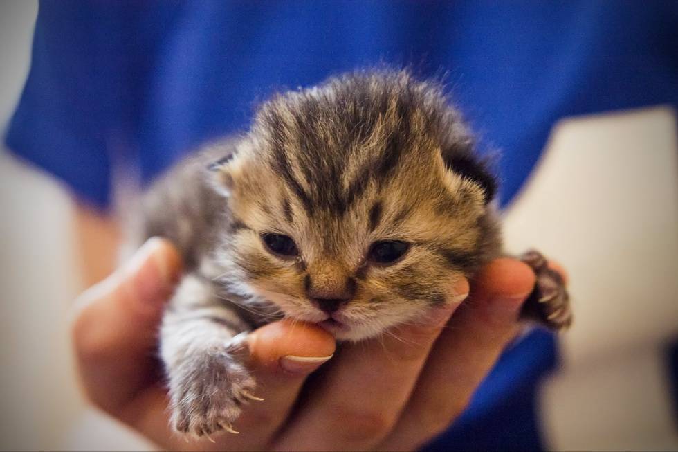 Рождающие котята. Маленький котенок. Котенок только открыл глаза. Малюсенькие котята. Котята с открытыми глазками.