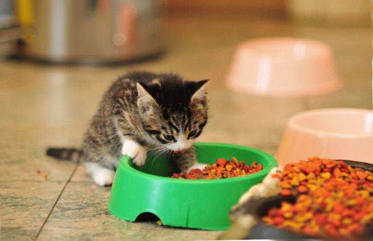 Котёнок плохо ест сухой корм — что делать, как приучить