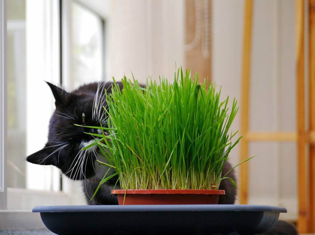 Трава для кошек: полезные свойства и виды растений, как посадить травку в горшке дома и ухаживать за ней