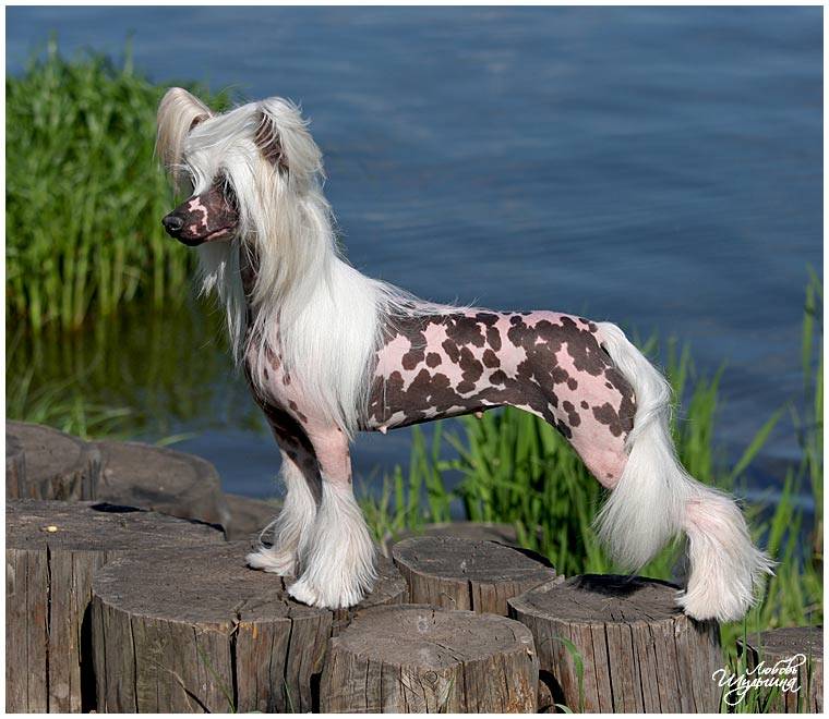 Китайская хохлатая собака: фото, уход и содержание, описание породы, темперамент, питание, цена щенков, отзывы, внешний вид